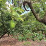 Southern Florida growers are expected to harvest 900,000 bushels of avocados during the current season, which lasts from March to the following April. Florida’s crop is “thumbs up so far,” says Mary Ostlund, director of marketing for Brooks Tropicals Inc.