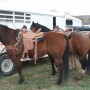 Horses have accounted for most VSV cases so far this summer, but the disease often affects cattle.