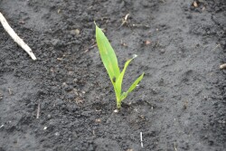 Pick the right seed to ensure season-long success.As farmers across the Midwest prepare for planting it’s important to remember that seed is the baseline for yield. The right—or wrong choice—sets the tone for the season.