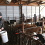 In a March 20, 2019 photo, Staci Sexton, owner of Schoene Kuh (that's German for "Beautiful Cow") Dairy feeds heifers in her barn near Millville, Minnesota. 