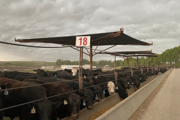 Cattle with Shade at Feedlot - J & S Feedlot. Joan Ruskamp