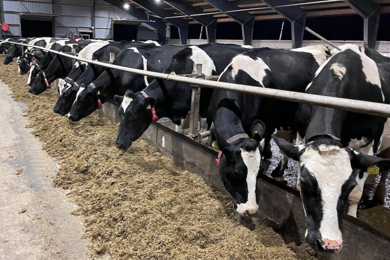 Holsteins Feedbunk_Maureen Hanson