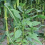 Weed