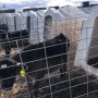 Beef-on-dairy calves_Suanne Blackwell