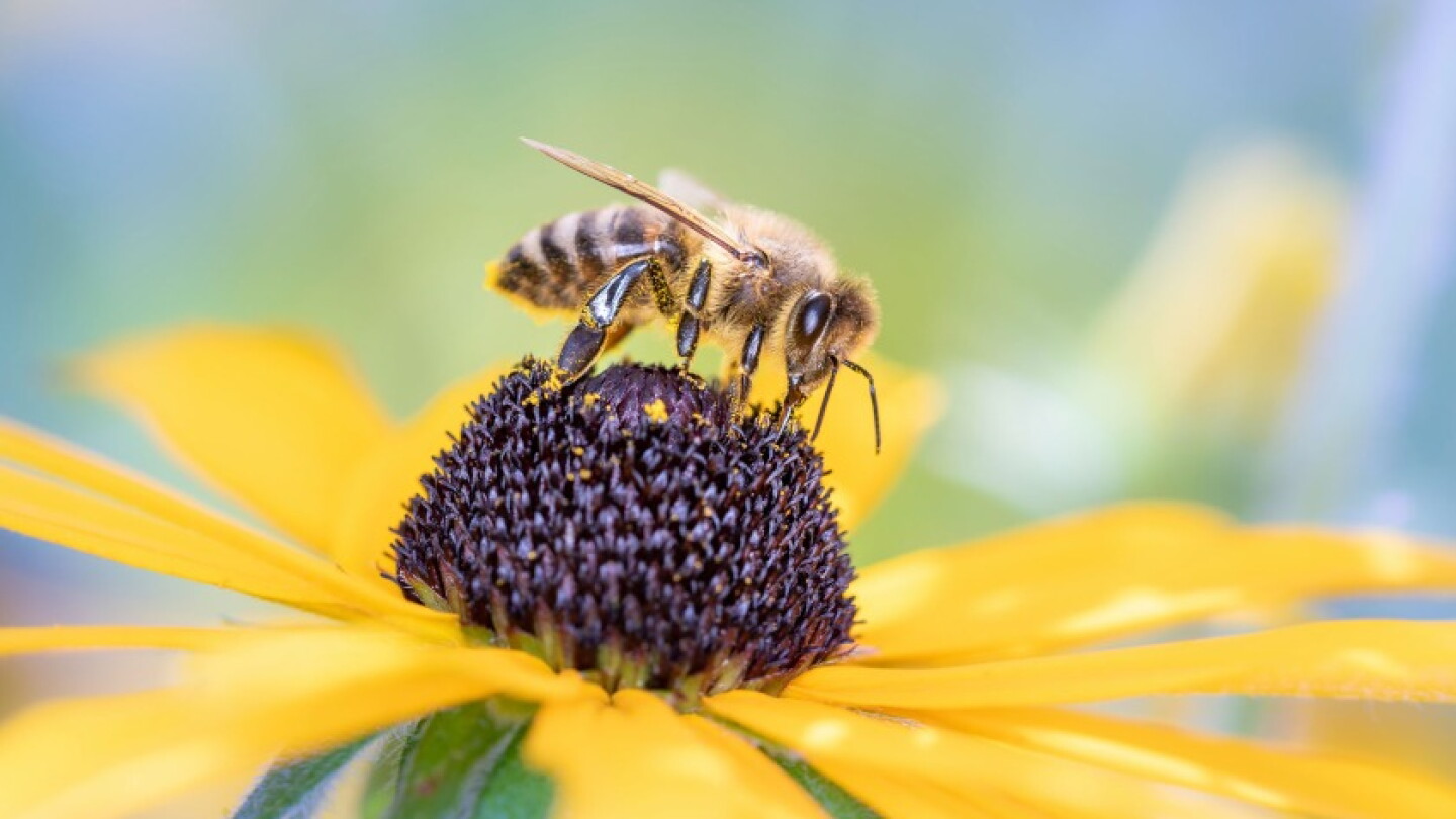 Al Packer Insect California's Supreme Court rules bees and insects protected - The Packer
