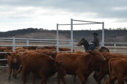 BT_Horseback_Cattle