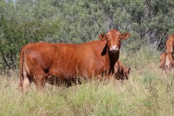 BT_South_Texas_Cow