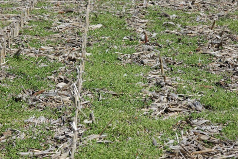 Weeds can thrive even in cooler soils.