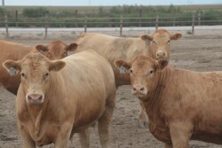 BT_Charloais_Feeder_Steers