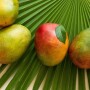 Mangoes