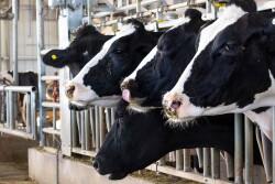 dairy-cattle-feeding2500.jpg