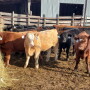 Backgrounding calves