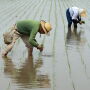 Japan_Rice_Planting