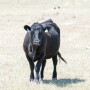 Cow in drought pasture - Troy Walz