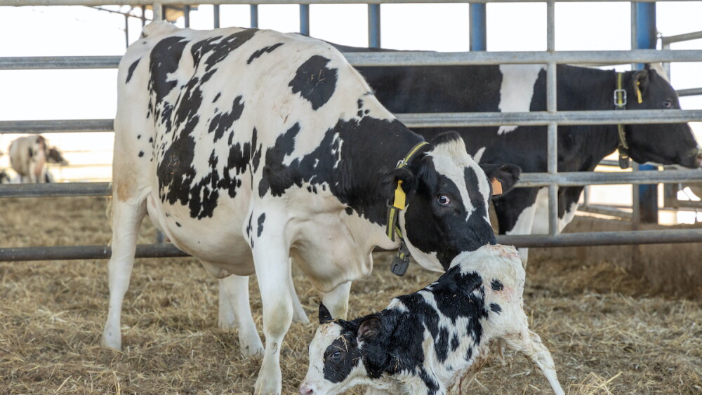 Fresh Cow_Adobe Stock