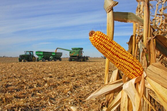 corn harvest