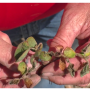 “When looking for frost damage, pay particular attention to the low-lying areas and sandier soils,” says Missy Bauer, Farm Journal Field Agronomist. “No-till fields, in many cases, are worse.”