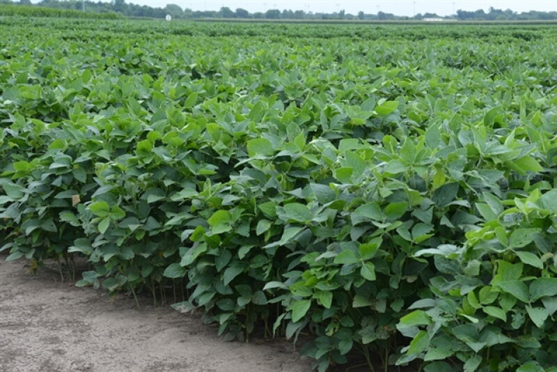 Soybeans