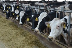 BT_Dairy_Cows_Free_Stall