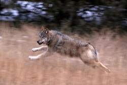 CPW_Wolf_photo.jpg