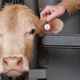 EID Tag with Cow