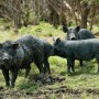 FerelHog.AdobeStock_97251132.jpg