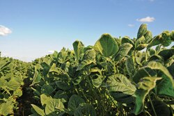 Research is underway to get concrete answers to the dicamba dilemma before next season.