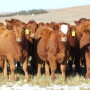 When choosing replacement heifers for the cowherd, there are several considerations to keep in mind. 