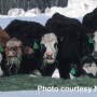 Cows-eating-hay-in-snow-300w
