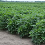 soybean field