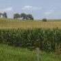nebraska corn