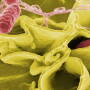 Salmonella by Canva.com