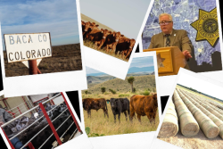 Cattle Scandals 2022