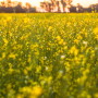 Nuseed Carinata harvest is underway in the southern United States, starting near Tifton, Georgia.