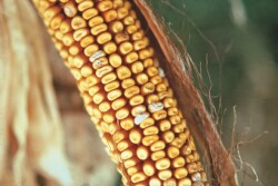 Fusarium