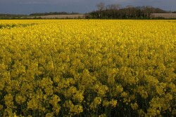 canola