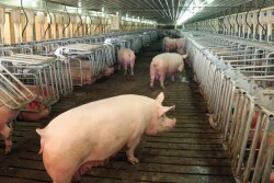 Hog Slat, Inc.