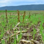 Millborn Seeds, a cover crop seed company dedicated to enriching land and lives for over 36 years, is leading the way in scaling production and efficiency in the seed industry through their acquisition of State Line Seed Company in Sherman, SD. 