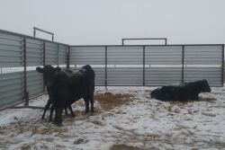 Bitter cold temperatures not only add stress to the cow, but also the calf.  