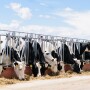 Texas dairy