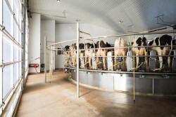 Year-over-year growth in cow numbers was led by South Dakota, who continued its impressive growth trend.