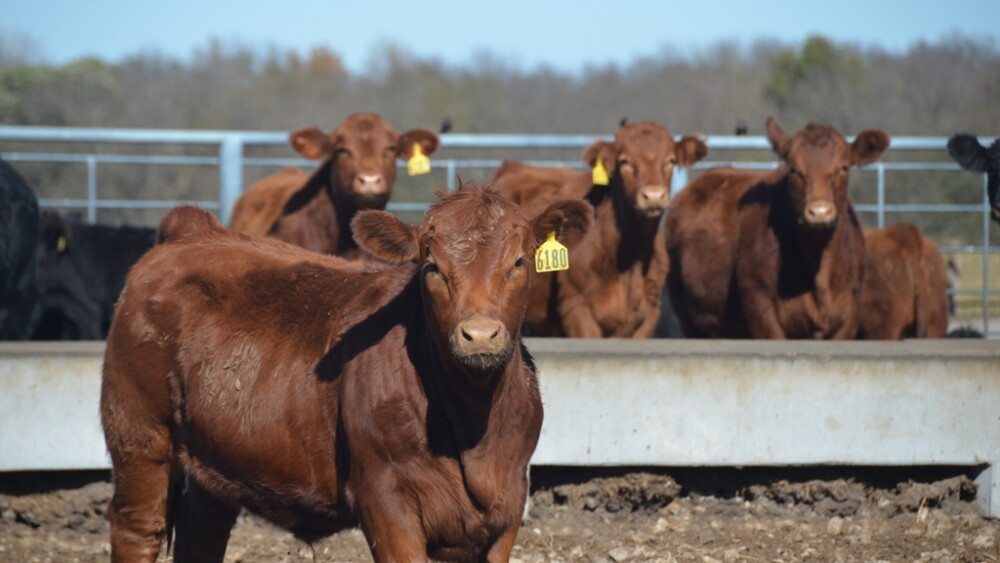 Most "value-added" calf sales requires calves to be weaned 45 days.