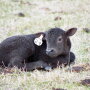 BT_Calf