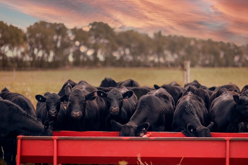 Cattle feeding at a trough.