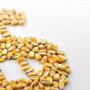 corn dollar sign