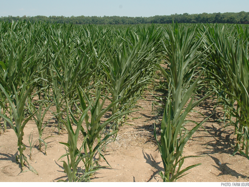 Drought Corn