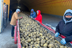 Potatoes on a conveyor belt at Wada Farms during the Idaho Potato Commission’s September 2023 harvest tour