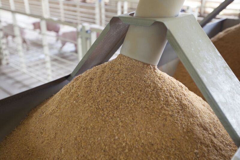 Feed in pig feeder
