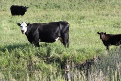 BT_Nebraska_Cow_Calf