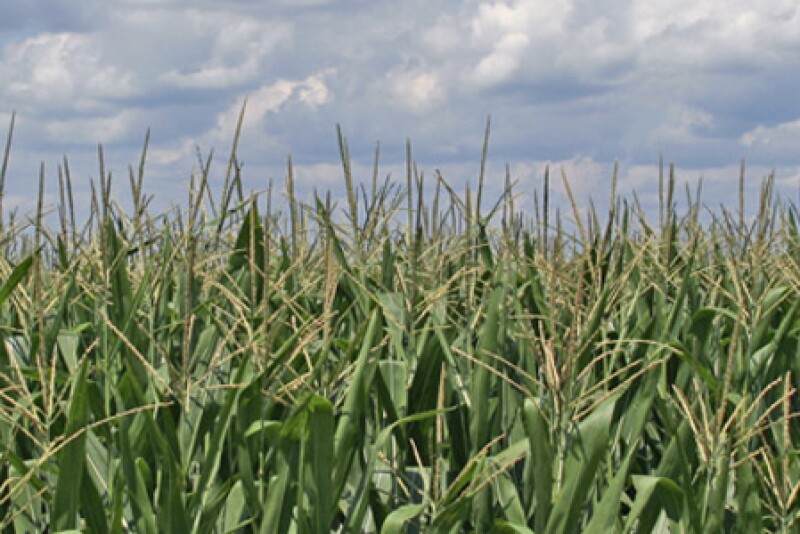 Corn_field_sun